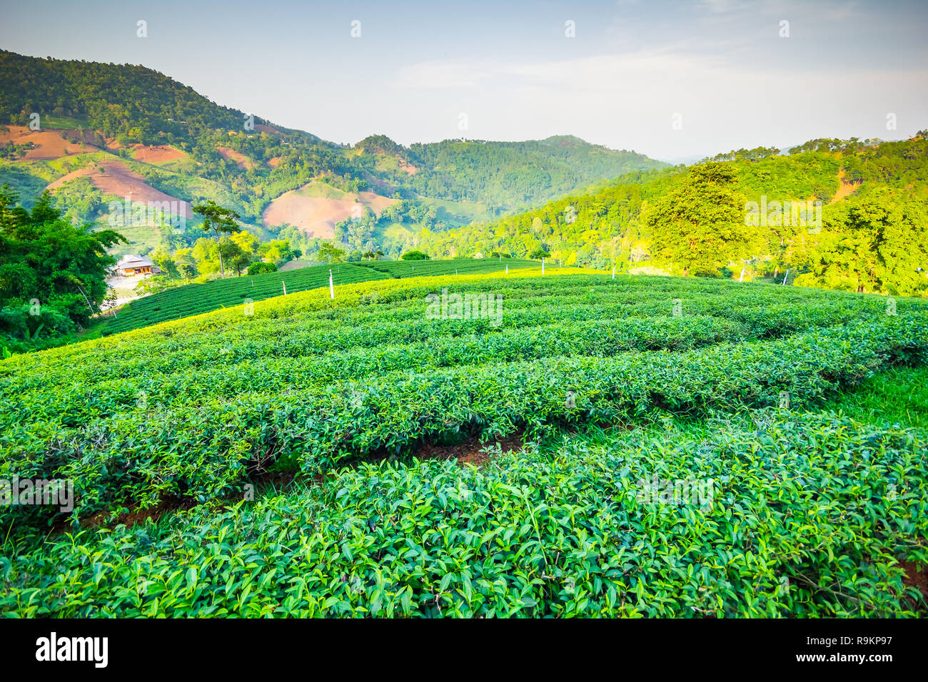 Beau thé oolong vert frais de plantation sur le terrain, Mae Salong près de Chiang Rai, au nord de la Thaïlande en Asie Banque D'Images