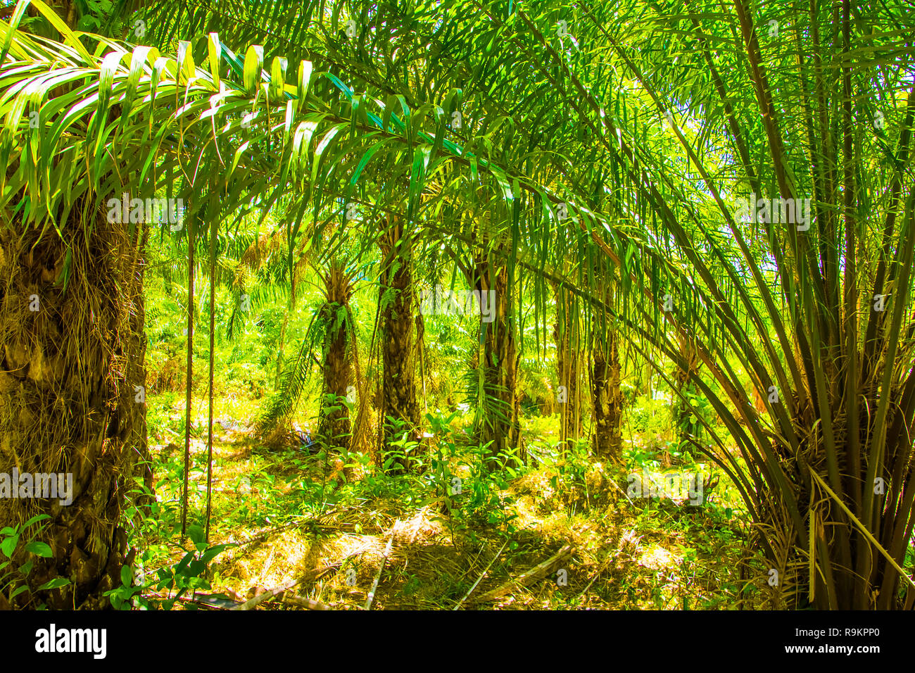 Forêts de plantation de palmiers à huile, de l'Asie du Sud, Koh Lanta en Thaïlande Banque D'Images