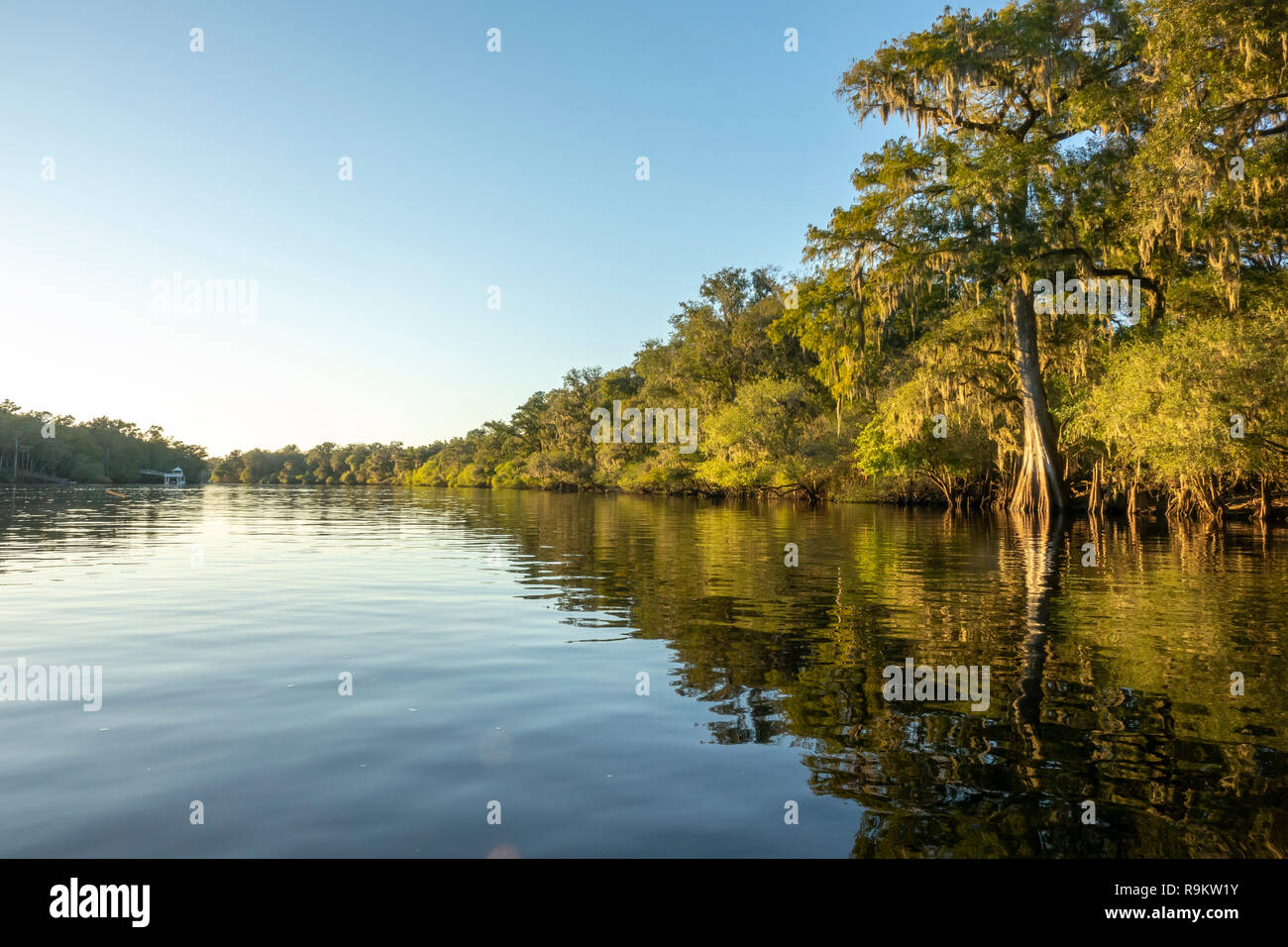 Suwanneee River, Gilchrist Comté (Floride) Banque D'Images