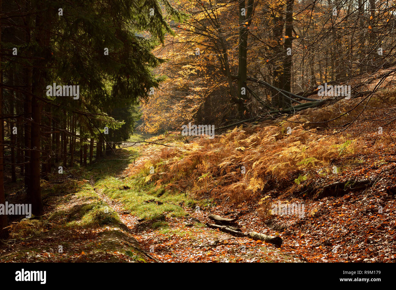 Forêt d'automne chemin dans la région du Bergisches Land, à l'ensoleillement, de l'Allemagne. Banque D'Images
