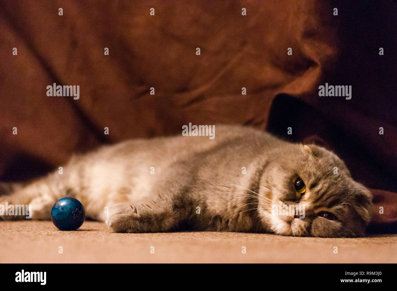 Oreilles Pliees Ecossais Chat Male Couche Sur Le Plancher Photo Stock Alamy
