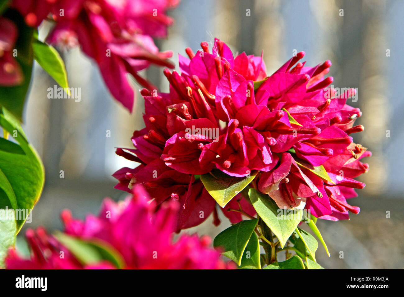 Chaud Rose bougainvillea Banque D'Images