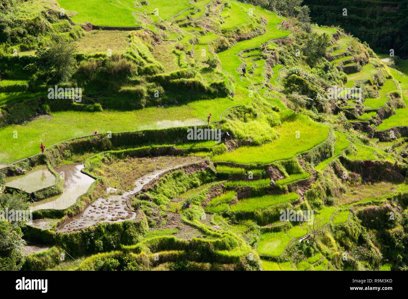 Les terrasses de riz de Banaue, Province d'Ifugao, Cordillera, Luzon, Philippines, Asie, Asie du Sud, UNESCO World Heritage Banque D'Images