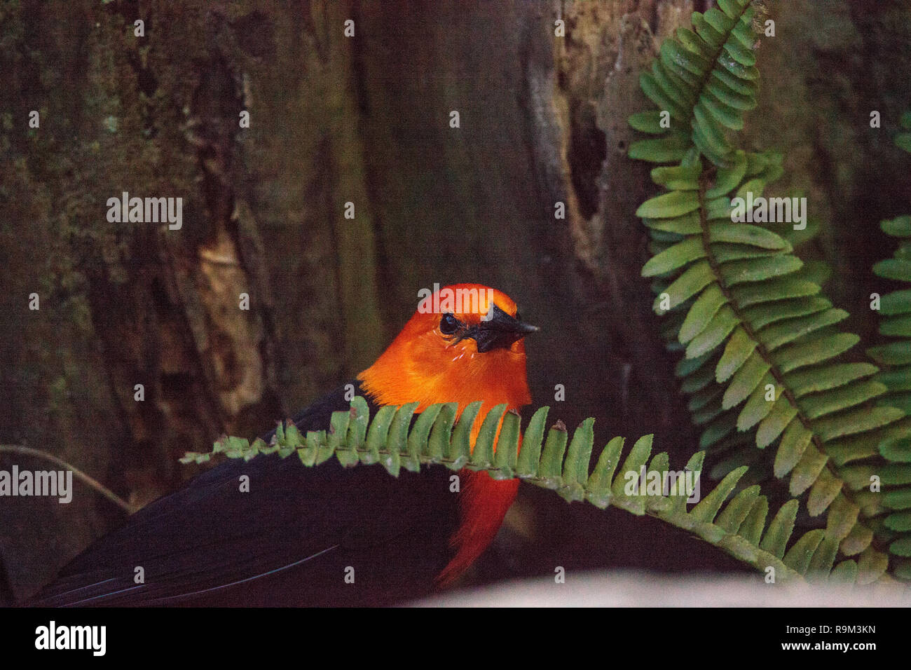 Scarlet-Headed Blackbird Amblyramphus holosericeus perches dans un bush en Amérique du Sud. Banque D'Images