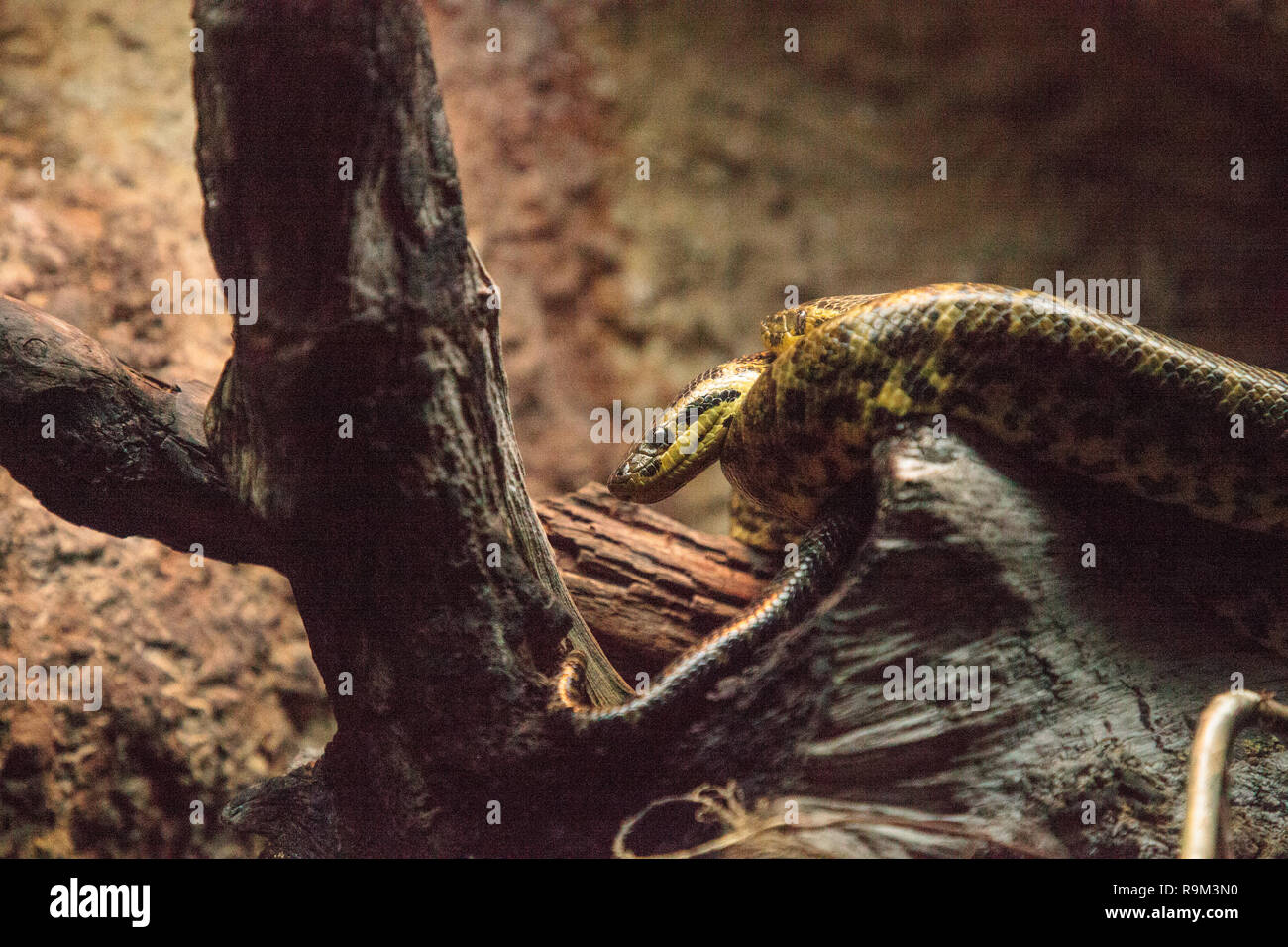 Serpent Anaconda jaune, Eunectes notaeus est aussi connu sous le nom de boa de l'eau et se trouve dans l'Amazone. Banque D'Images