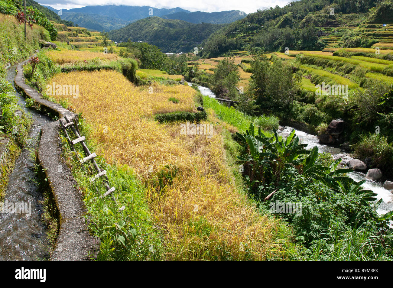 Hapao Rice Terraces, Hungduan, Province d'Ifugao, Cordillera, Luzon, Philippines, Asie, Asie du Sud, UNESCO World Heritage Banque D'Images