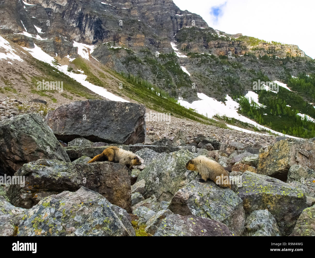 Les blocs de pierre sur la marmotte. La faune du Canada. Banque D'Images