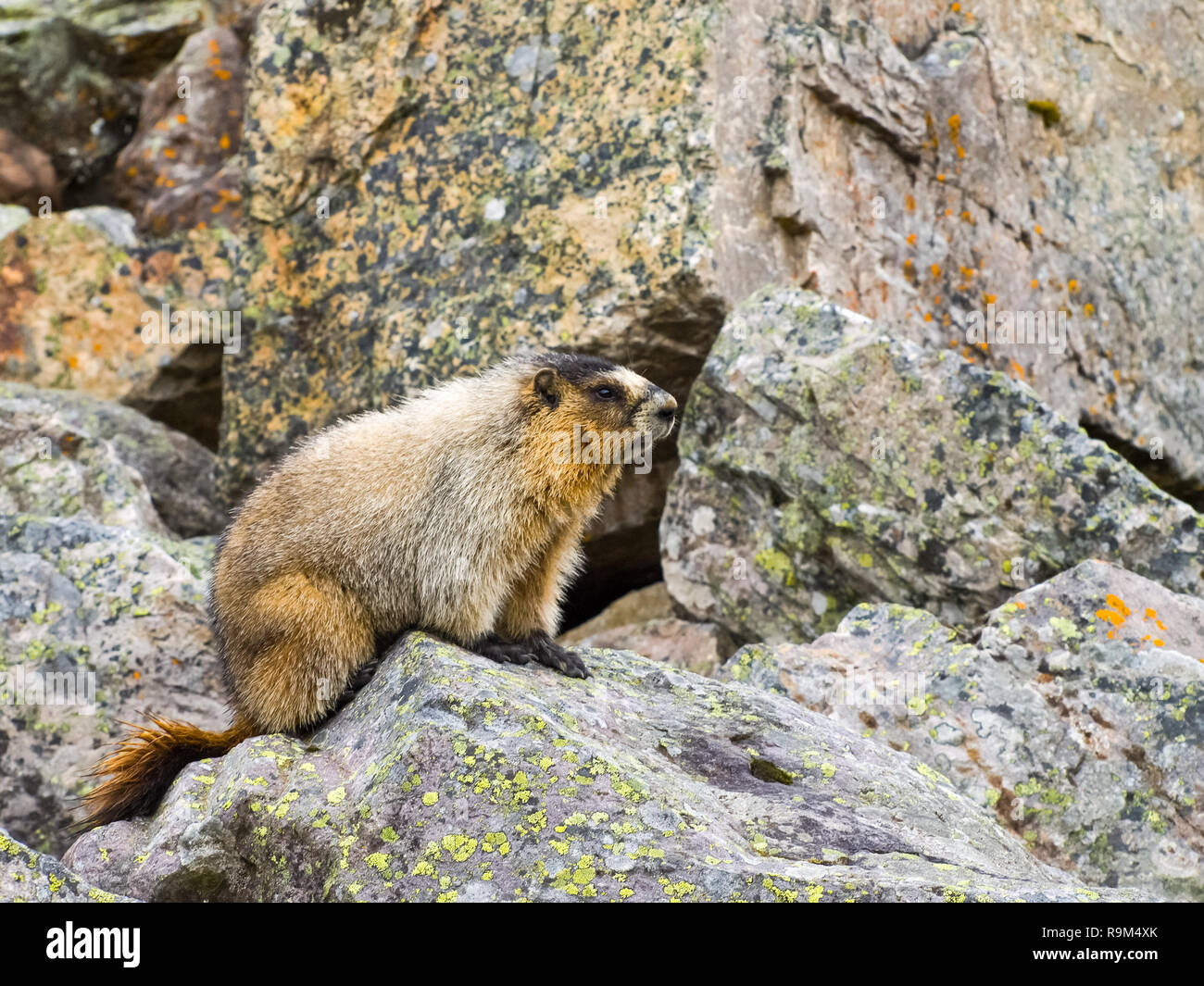 Les blocs de pierre sur la marmotte. La faune du Canada. Banque D'Images