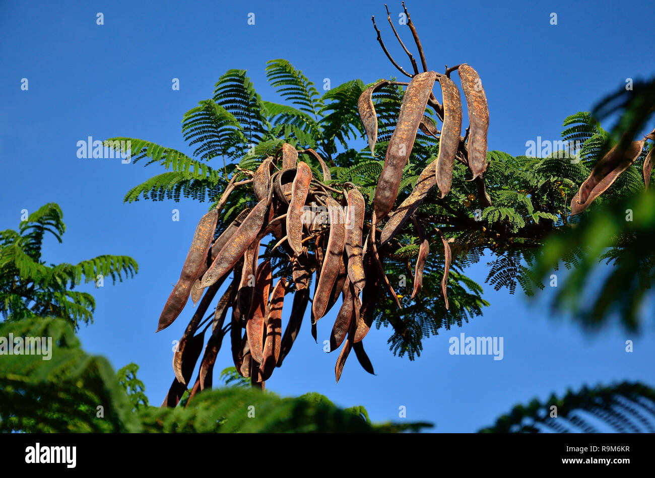 Branche avec fruits de flamboyan arbre en premier plan et le fond de ciel bleu Banque D'Images