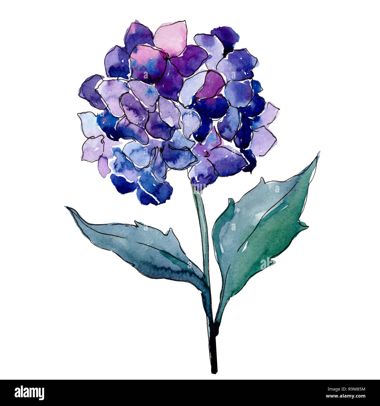 Purle bleu fleur botanique Hydrangea. Contexte aquarelle illustration set. Fleurs isolées de l'élément d'illustration. Banque D'Images