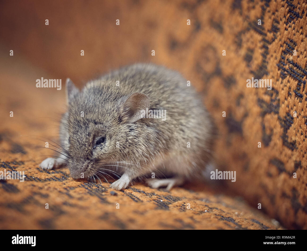 La petite souris grise se trouve sur la surface du tissu de la présidence et d'assoupissements. Banque D'Images