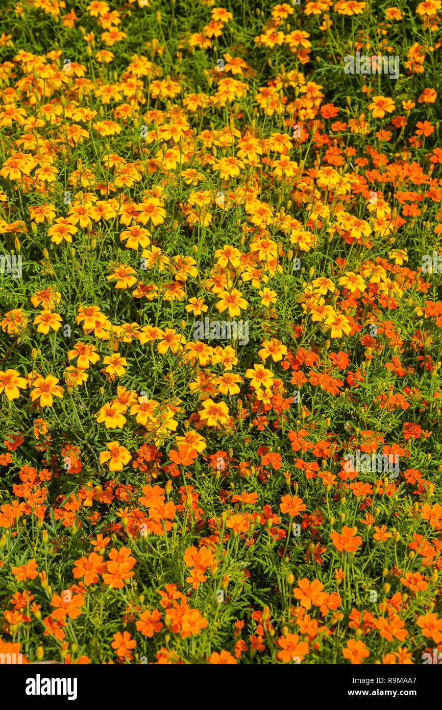 Image d'oeillet d'Inde (Tagetes patula ) dans le jardin d'été Banque D'Images