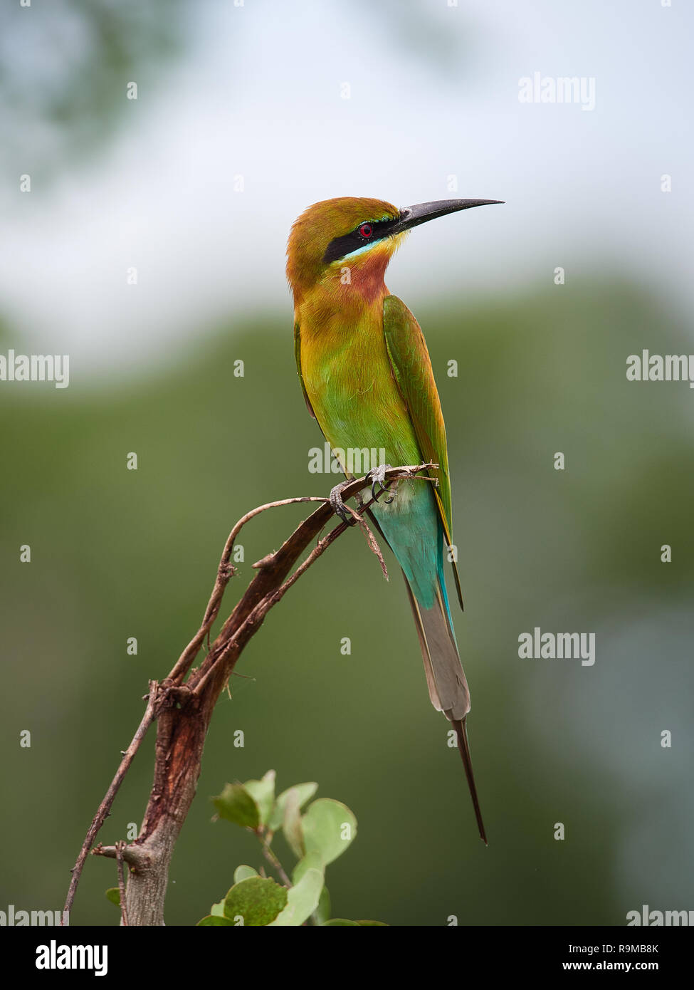 Blue-tailed bee-eater, Tangalla, Sri Lanka Banque D'Images