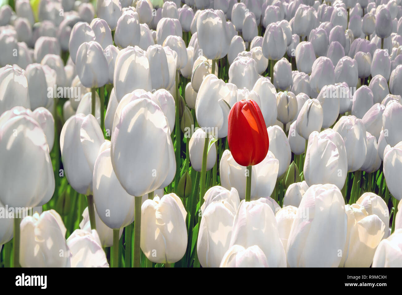 Fleur blanche unique Banque de photographies et d'images à haute résolution  - Alamy