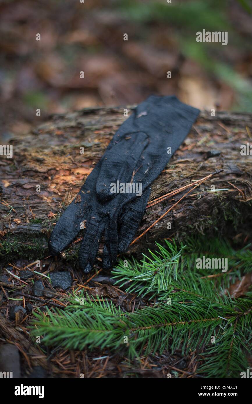 Un gant noir à gauche derrière dans une forêt à Eugene, Oregon, USA. Banque D'Images