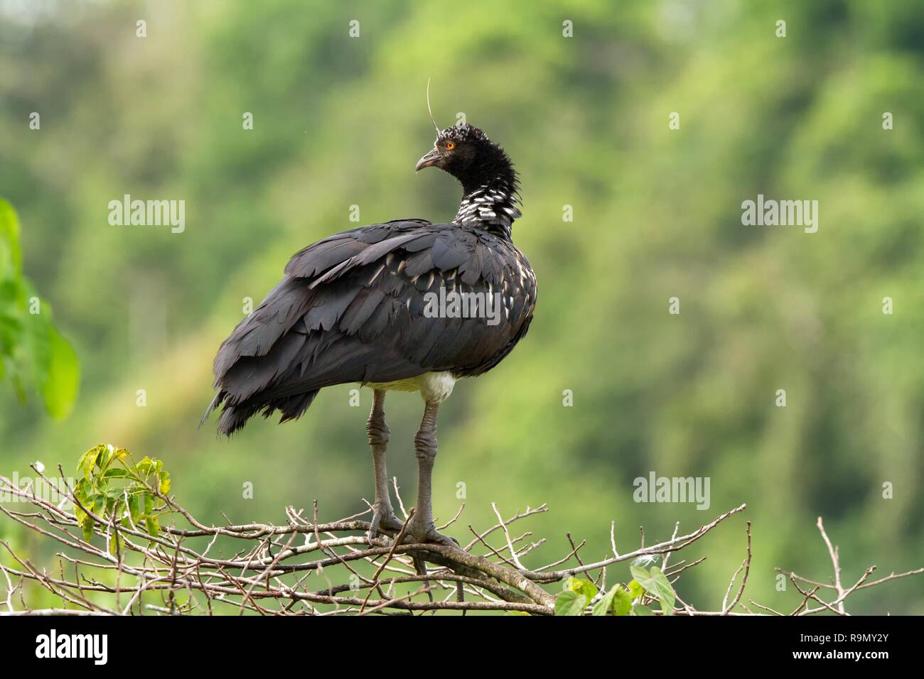 - Anhima cornuta Horned Screamer dans parc national de Manu, le Pérou, l'oiseau de la forêt amazonienne, feuilles vertes en arrière-plan, une scène de la nature de la faune Banque D'Images