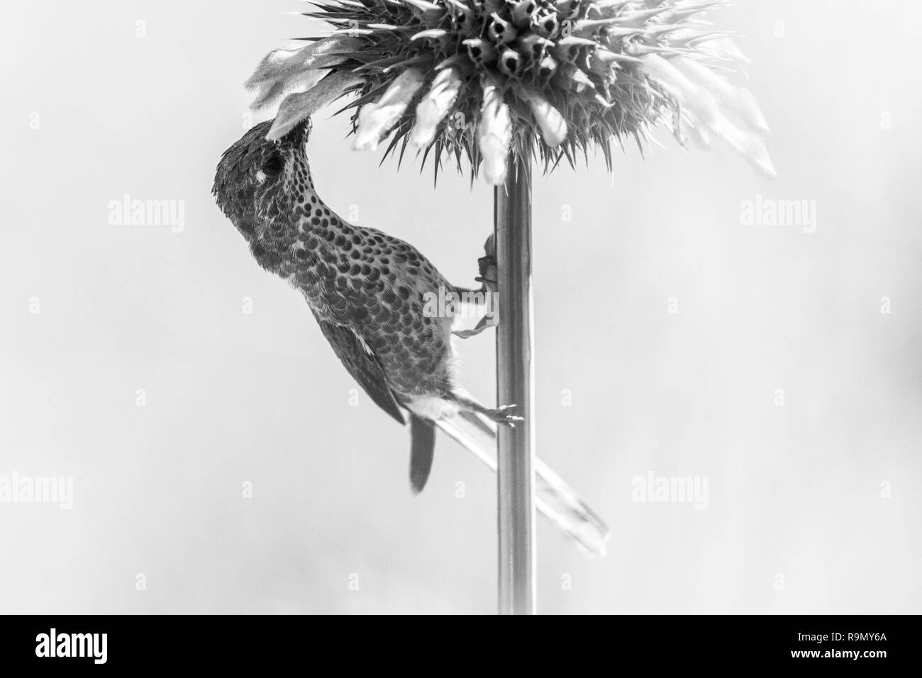 High key portrait Colibri, oiseau posé sur fleur et de sucer le nectar des fleurs, du Pérou, de belles fleurs de hummingbird nectar suceurs, wildl Banque D'Images