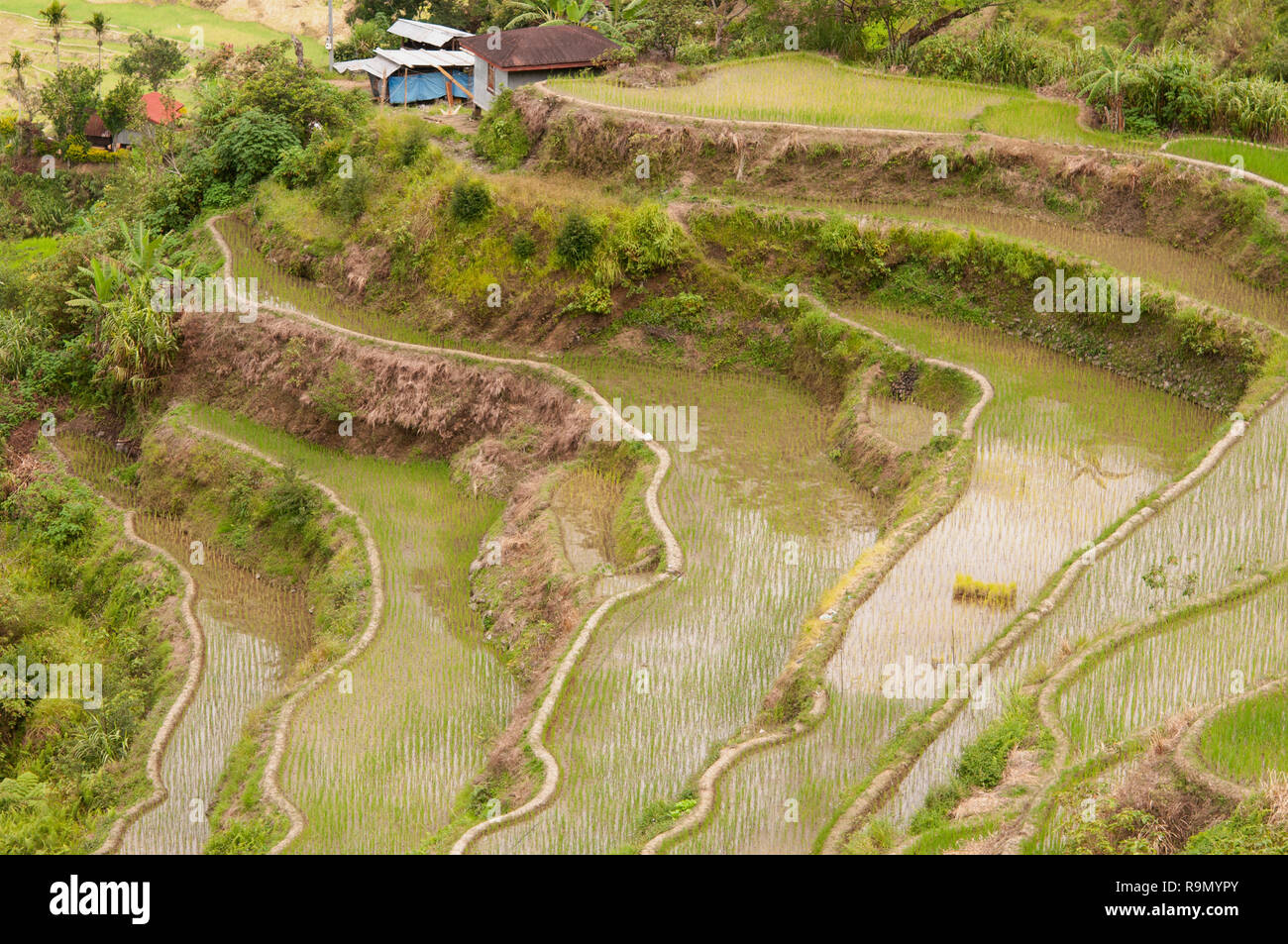 Les terrasses de riz de Banaue, Province d'Ifugao, Cordillera, Luzon, Philippines, Asie, Asie du Sud, UNESCO World Heritage Banque D'Images
