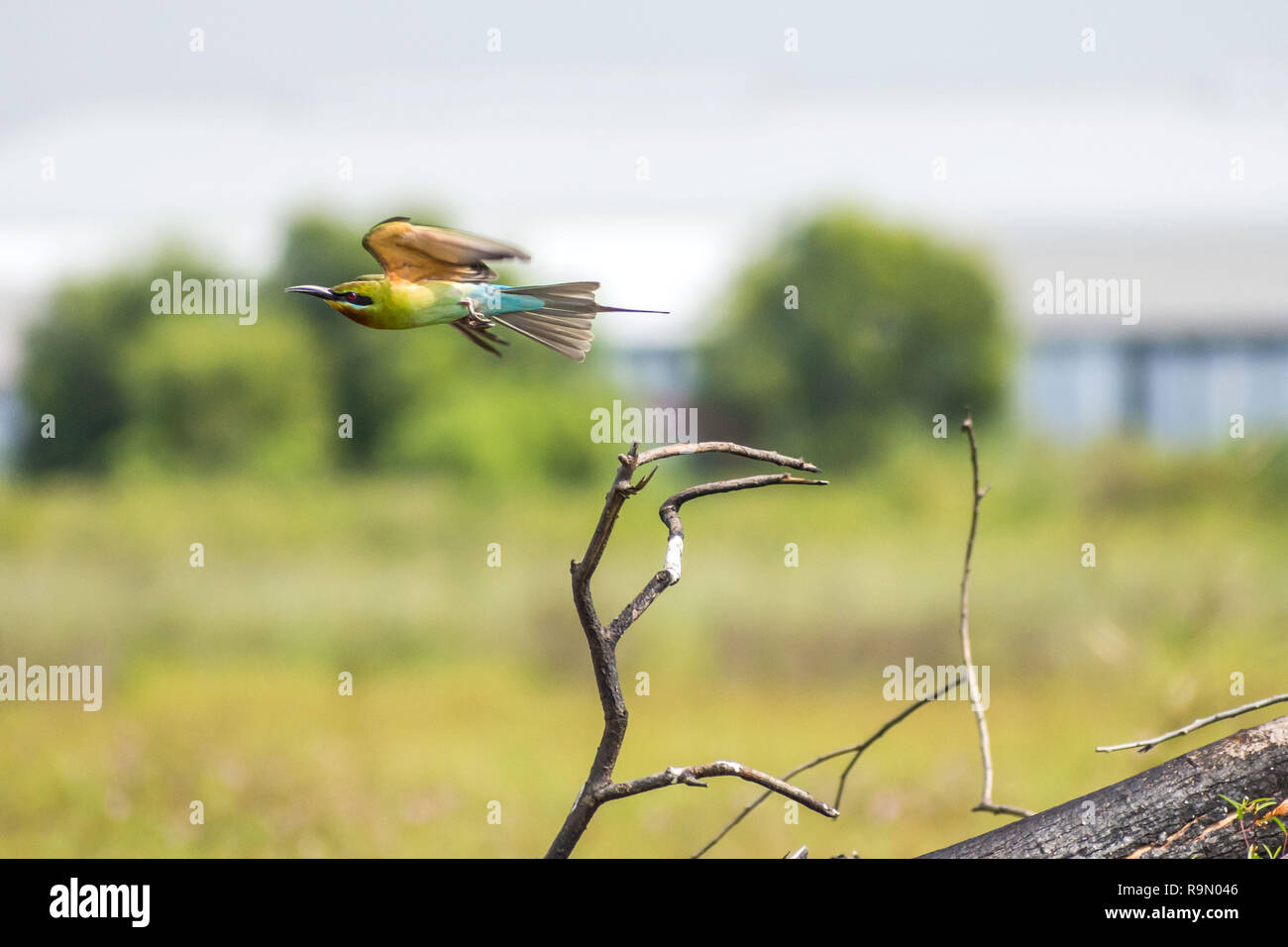 Queue bleue Guêpier (Merops philippinus) flying in motion Banque D'Images