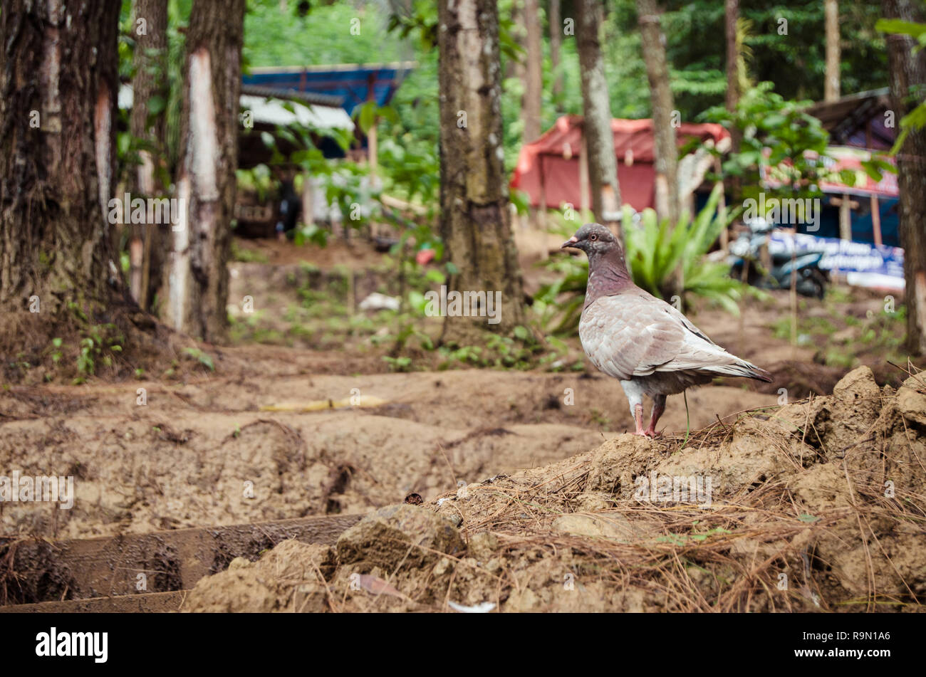 Pigeon est la marche sur le terrain Banque D'Images