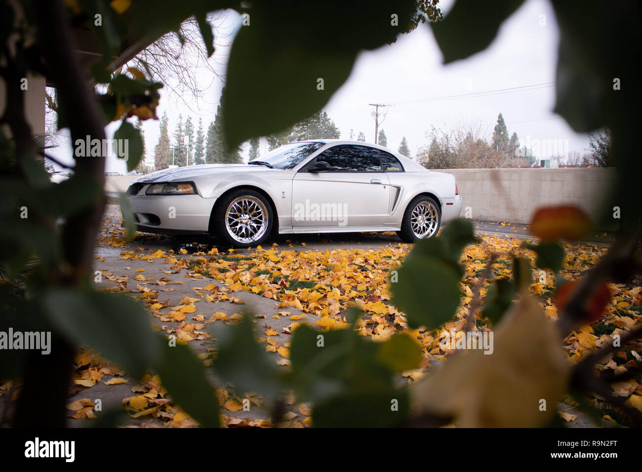 Mustang Cobra encadrée par une froide journée d'hiver.Un tir parfaitement cadrés par des feuilles j'ai trouvé dans un buisson.assis sur un lit de feuilles mortes.belle racer Banque D'Images