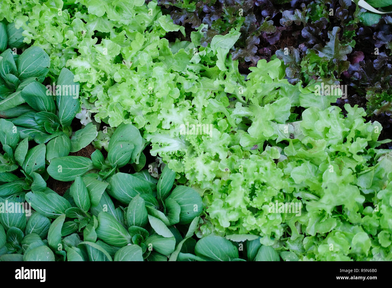 Greeb chêne rouge la laitue et petits bok choy chou chinois du maraîchage au ferme biologique. pok choi Banque D'Images