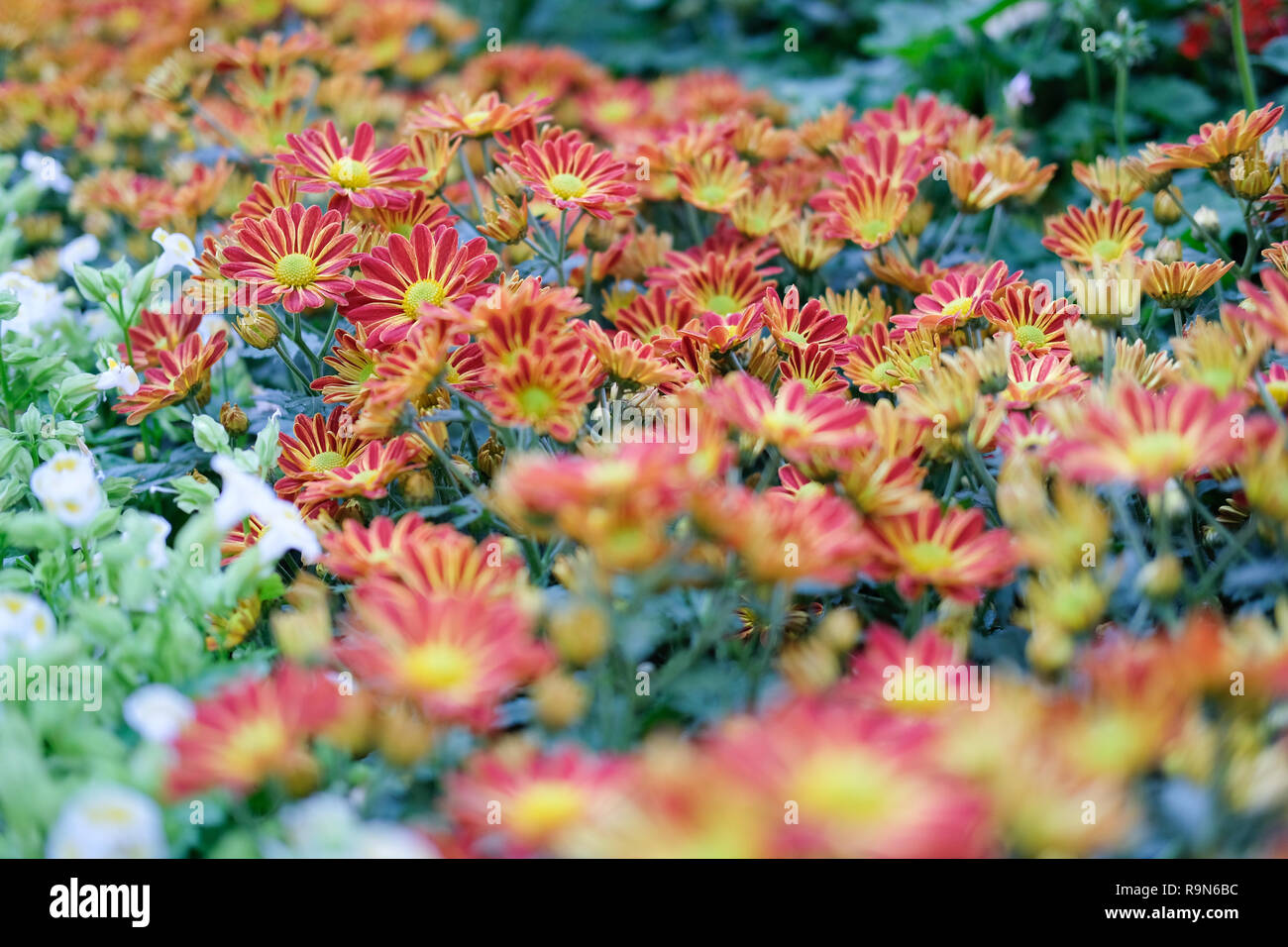 Gerbera rouge en fleur flore jardin en fleurs dans le parc. Banque D'Images