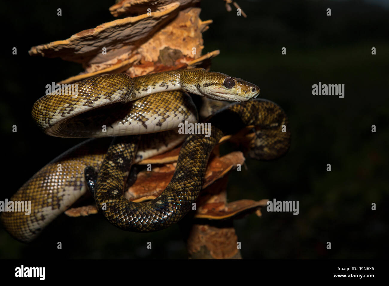 (Ou le jardin) Mangrove tree boa serpent dans Costa Rica Banque D'Images