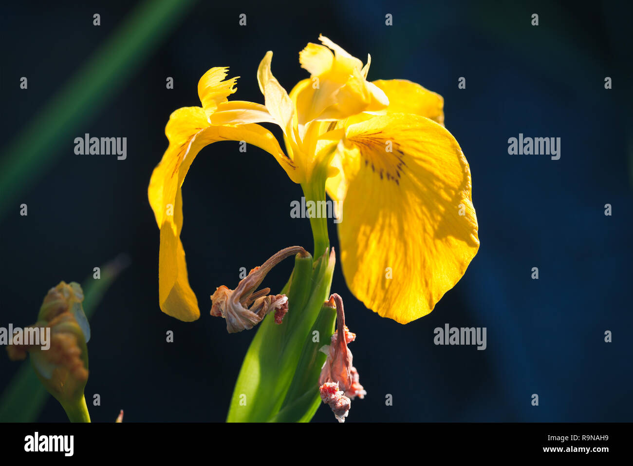 Fleur d'iris jaune foncé sur fond flou, macro photo avec selective focus Banque D'Images