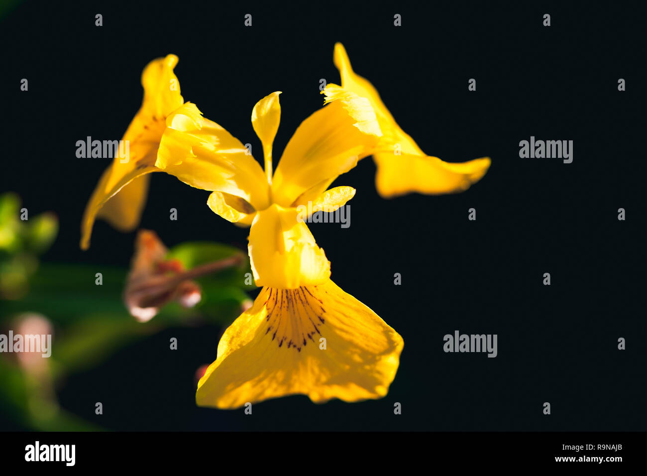 Fleur d'iris jaune foncé sur fond flou, photo en gros plan avec selective focus Banque D'Images