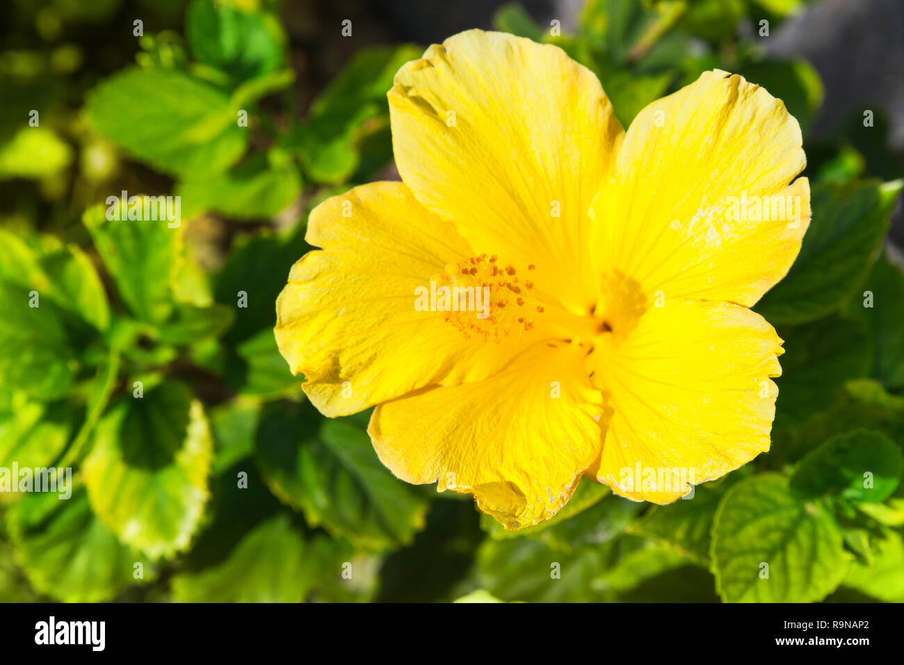 Fleur d'Hibiscus jaune au jardin, photo en gros plan avec selective focus Banque D'Images Fleur d'Hibiscus jaune au jardin, photo en gros plan avec selective focus Banque D'Images