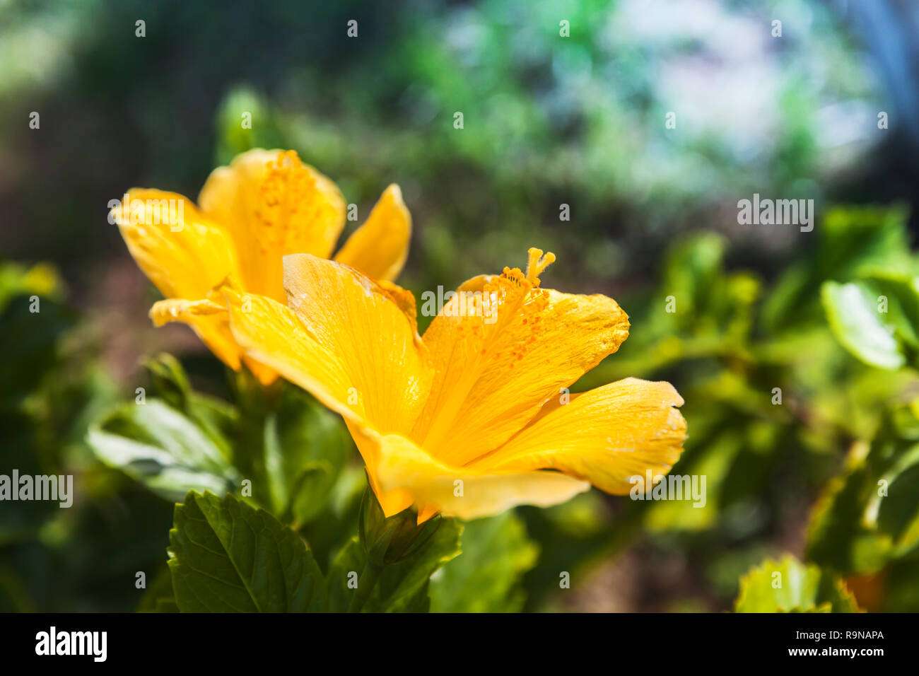 Fleur d'Hibiscus jaune en été, Jardin, photo en gros plan avec selective focus Banque D'Images Fleur d'Hibiscus jaune en été, Jardin, photo en gros plan avec selective focus Banque D'Images