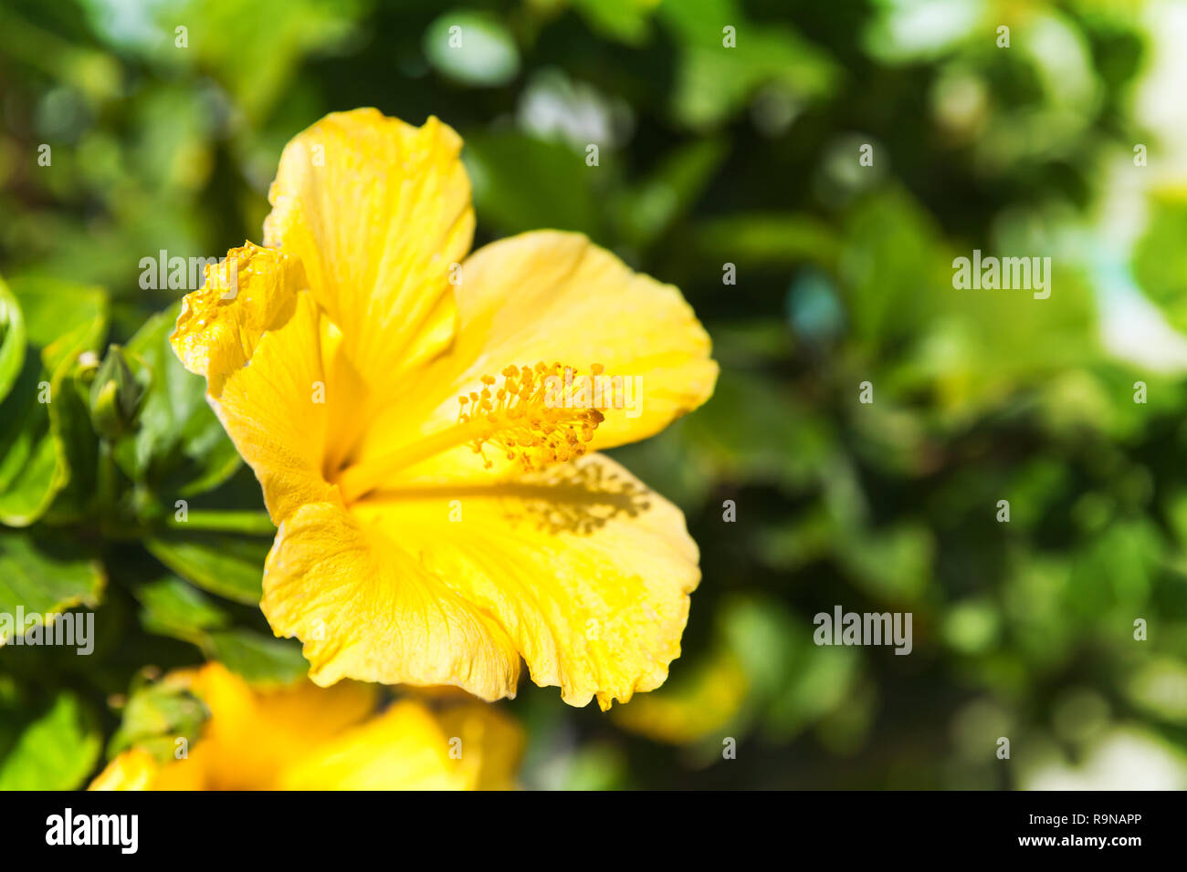 Fleur d'Hibiscus jaune, close-up été photo avec selective focus Banque D'Images Fleur d'Hibiscus jaune, close-up été photo avec selective focus Banque D'Images