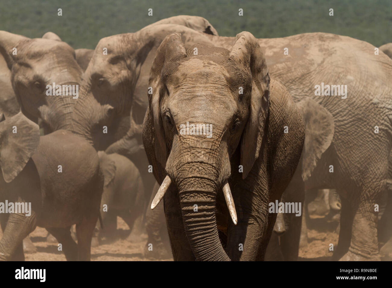 Le battement d'éléphants adultes oreilles lors d'Addo Elephant National Park, Afrique du Sud Banque D'Images