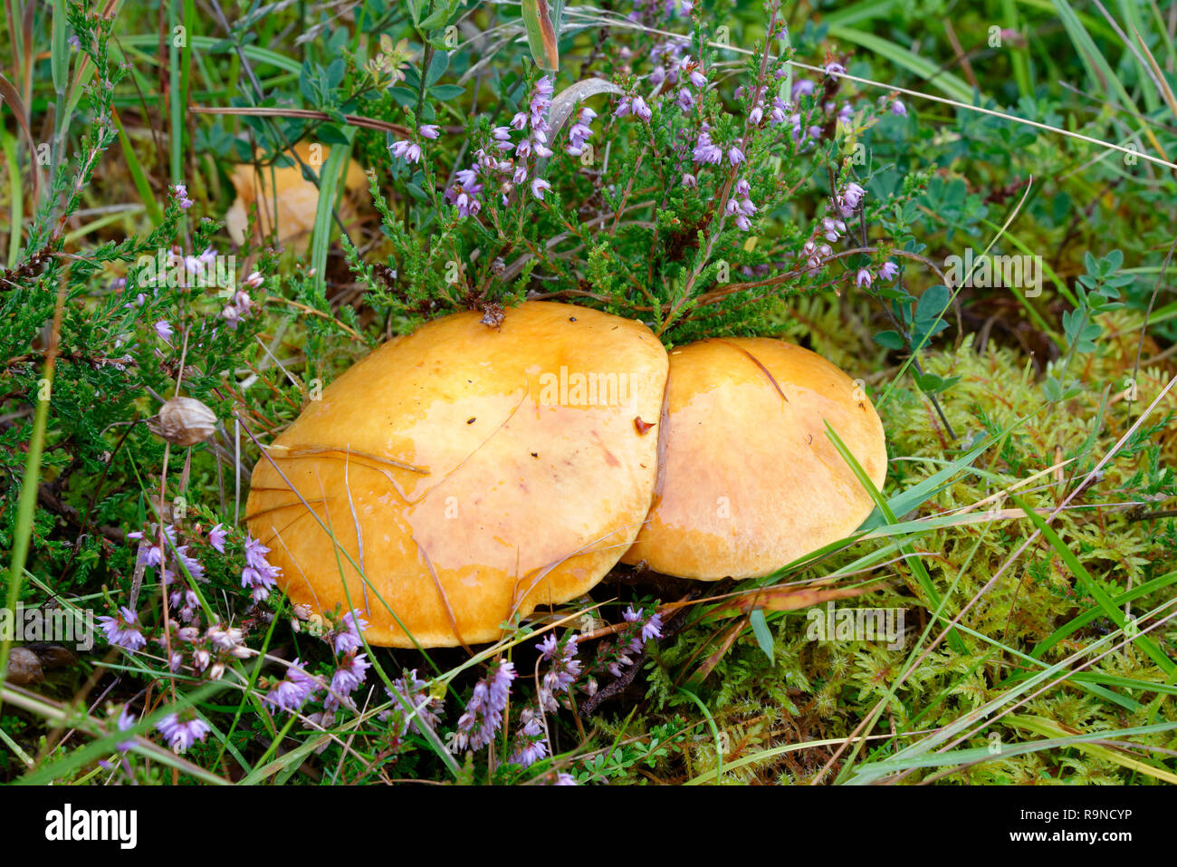 Mélèze - Suillus grevillei bolets champignons communs avec les mélèzes Banque D'Images