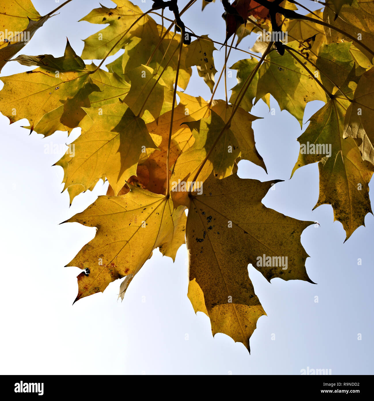 Les feuilles d'un érable à l'automne. Banque D'Images