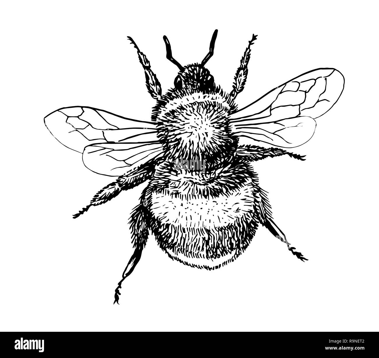 Dessin insecte noir et blanc Banque de photographies et d’images à — free download