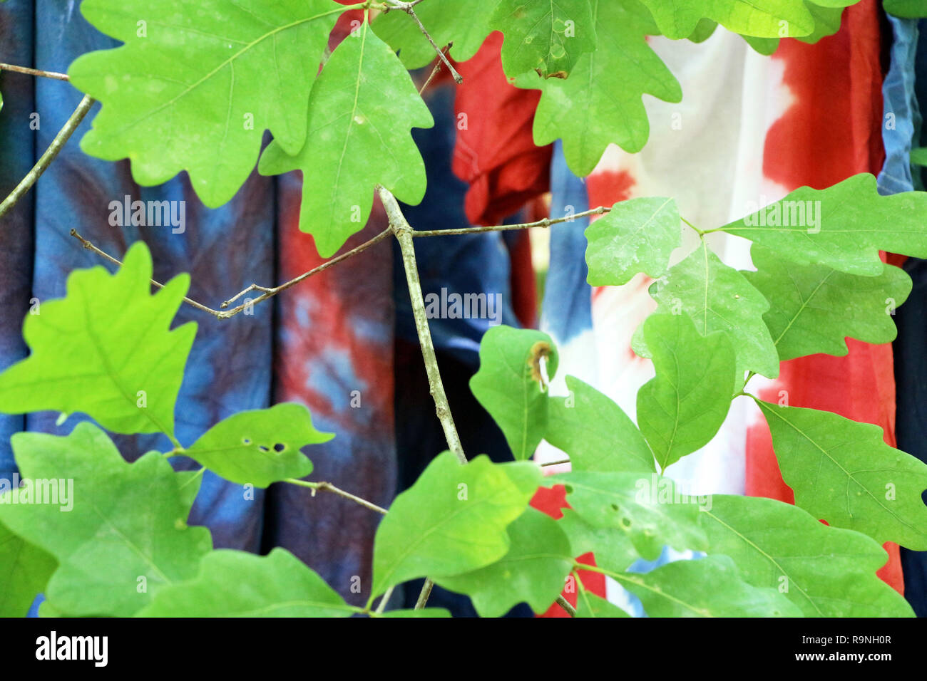 Tie Dye Shirts dans un arbre Banque D'Images