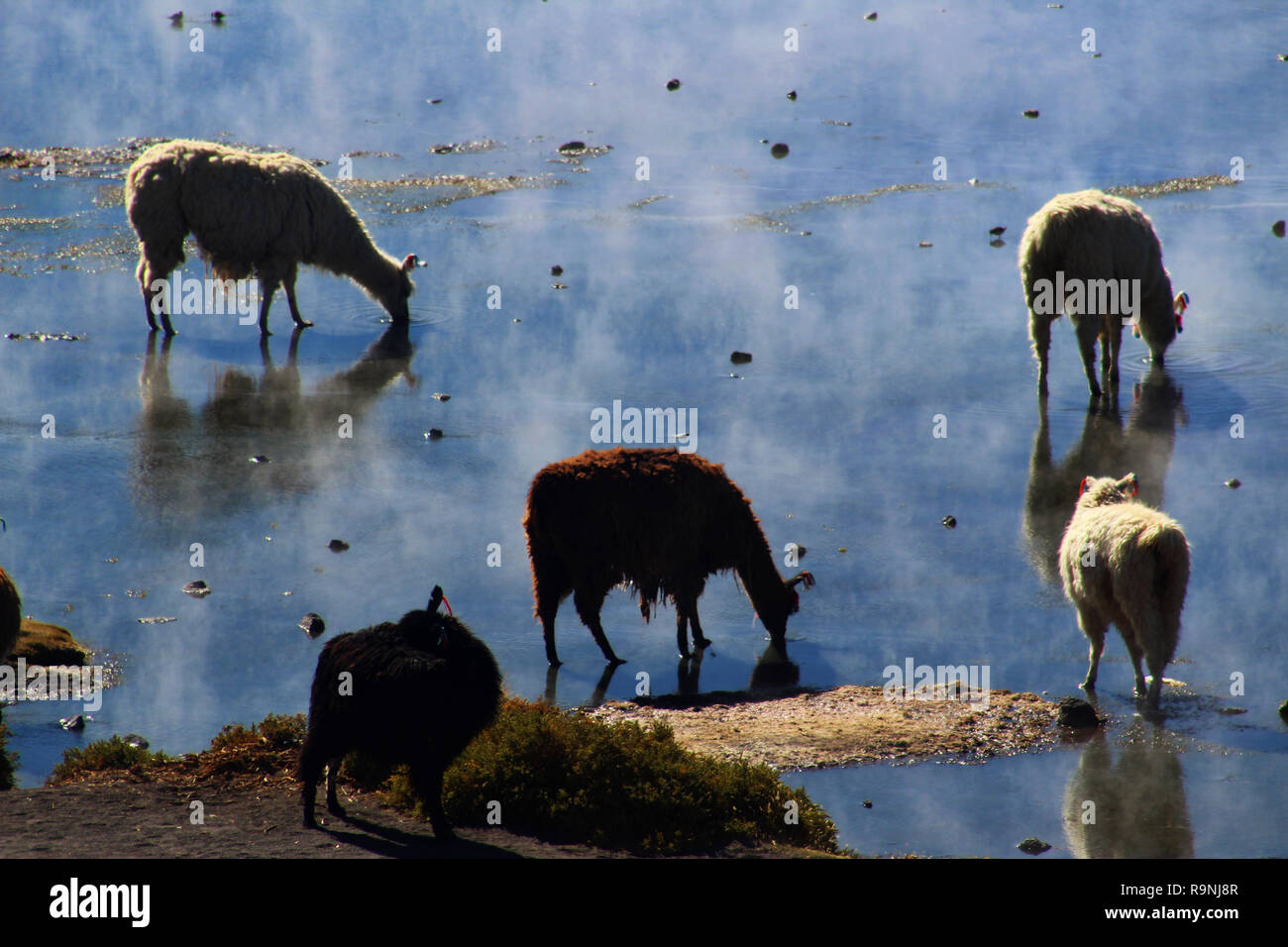 Troupeau de lamas brun et blanc tourné à partir de ci-dessus, l'eau salée qui reflètent le ciel comme un miroir, Laguna Colorada, Andes, Bolivie Banque D'Images