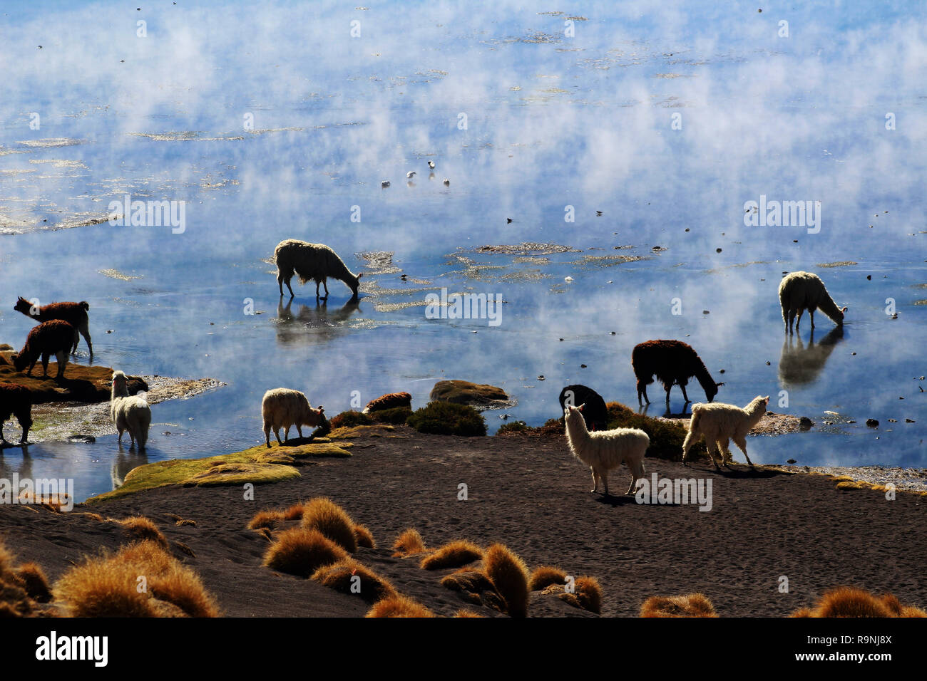 Panorama de lamas debout dans le miroir de l'eau salée en raison de la haute altitude cloudscape, Andes, Bolivie Banque D'Images