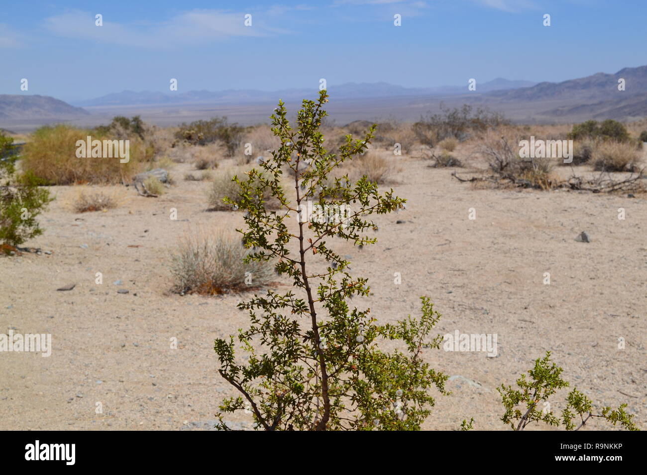 Une plante au premier plan, probablement d'un maquis, dans le désert du Colorado, Joshua Tree National Park près de désert de Mojave, l'été. Les montagnes de l'aigle Banque D'Images