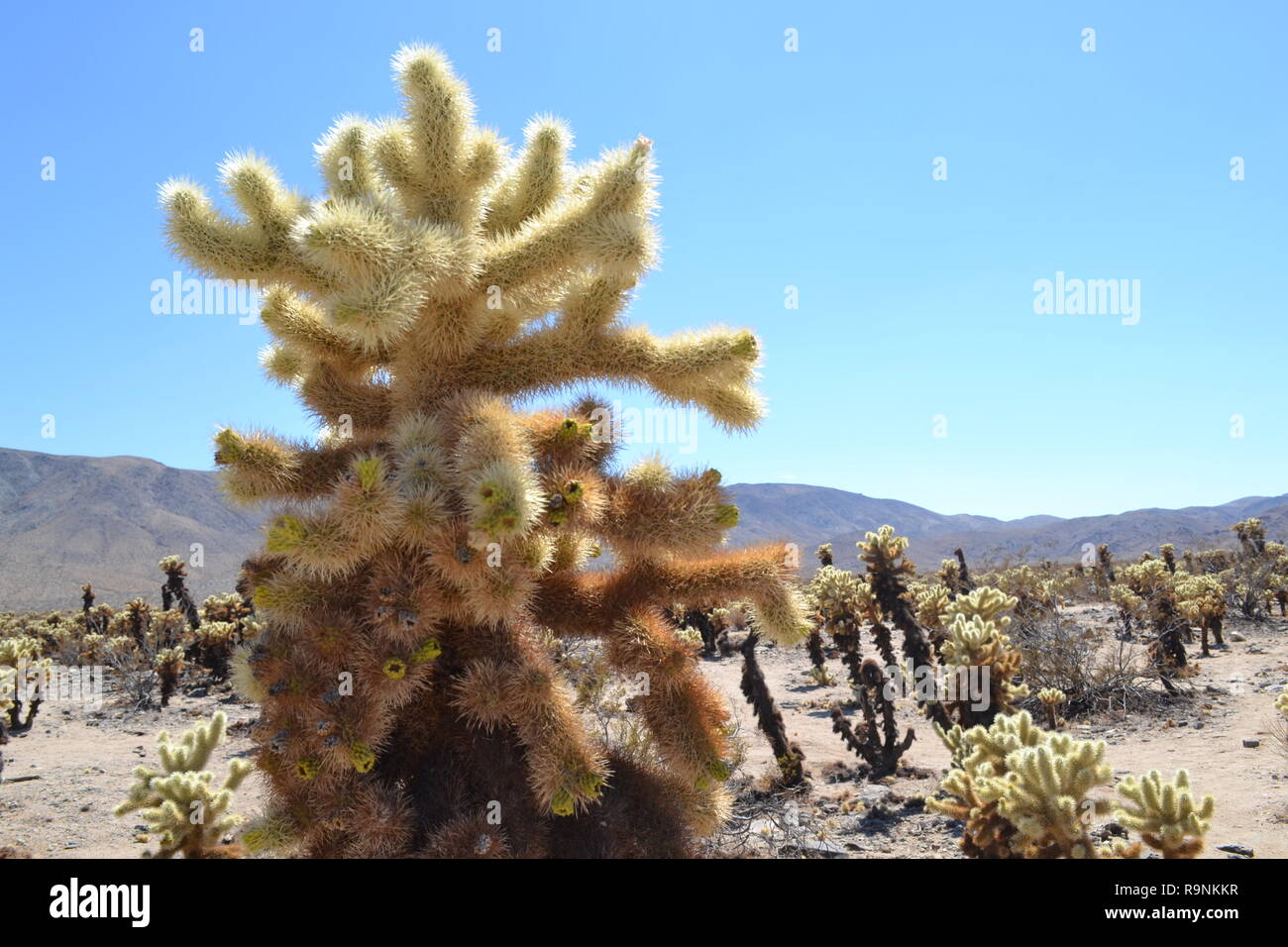 Close-up of a teddy-bear cholla cactus (Cactus Jardin de Joshua Tree National Park, Californie En Californie désert. Hexie montagnes en arrière-plan Banque D'Images