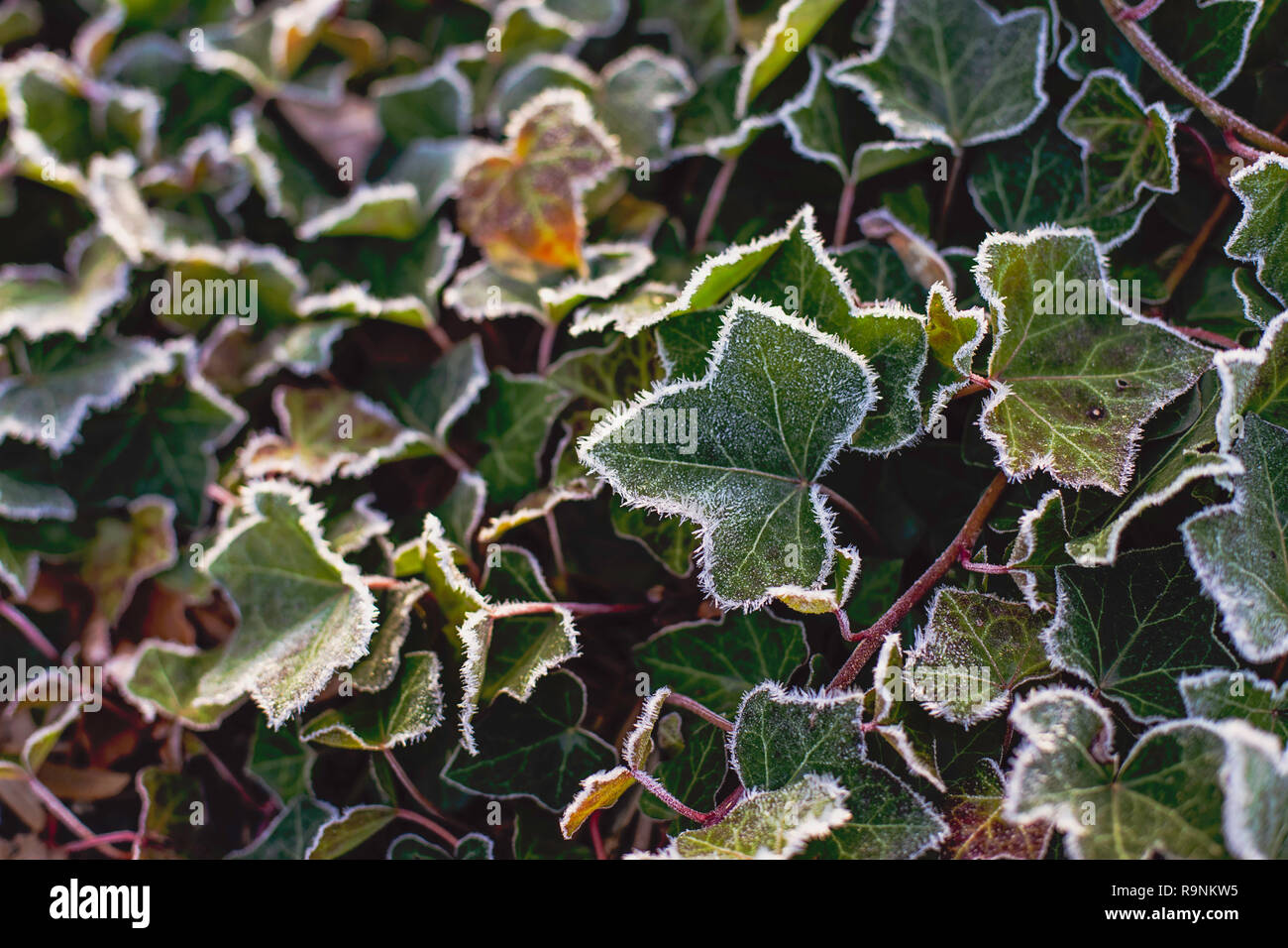 Hoar ou rime frost, des cristaux de glace sur les feuilles de lierre dans le jardin Banque D'Images