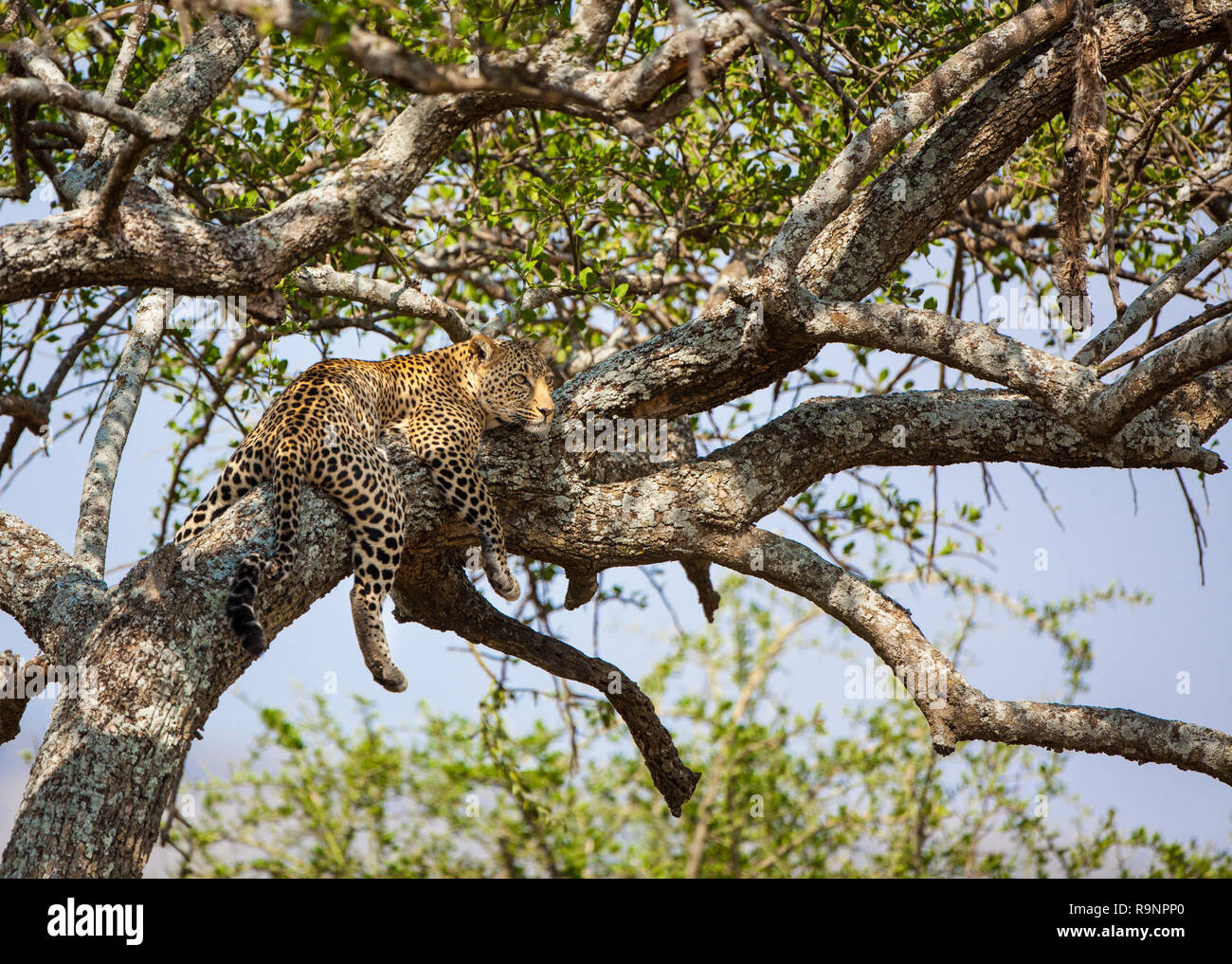 Leopard au repos en acacia en Afrique.jpg Banque D'Images