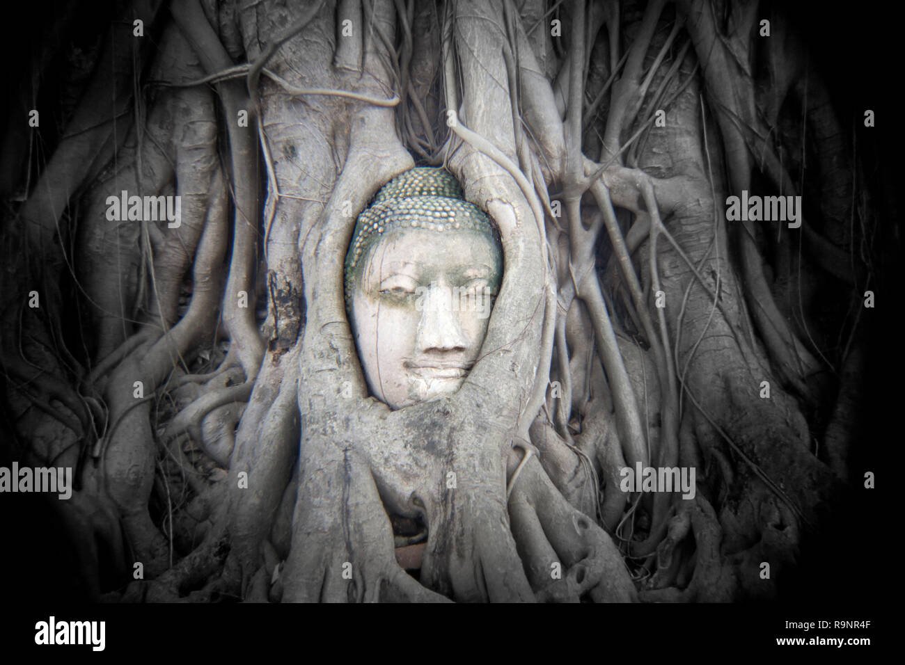 LB00099-00...THAÏLANDE - Tête de bouddha entrelacées dans les racines des arbres à Wat Maha That, Ayutthaya. Holga image. Banque D'Images