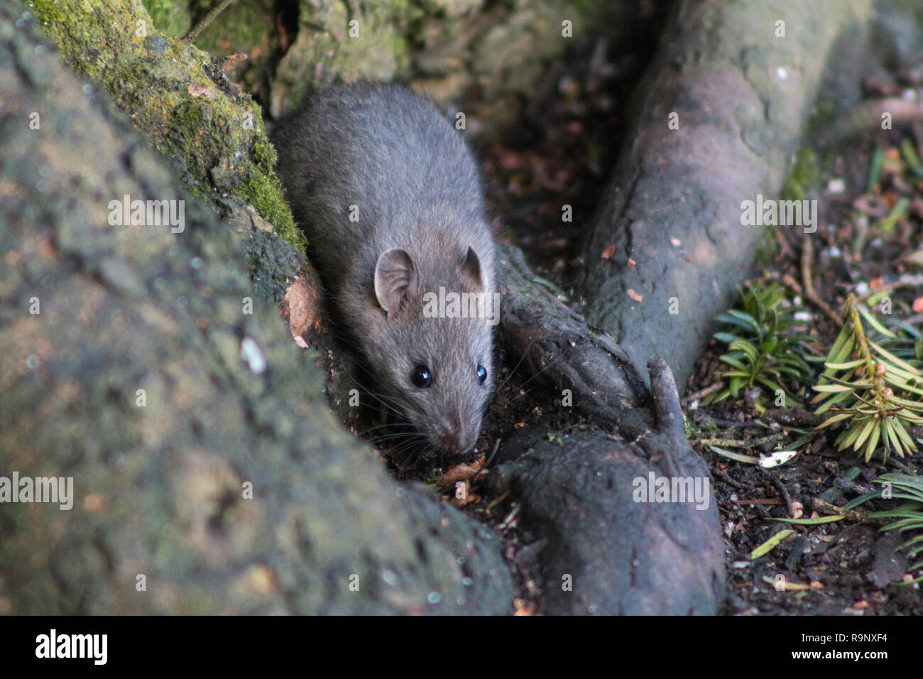 Rat et bois Banque de photographies et d’images à haute résolution - Alamy