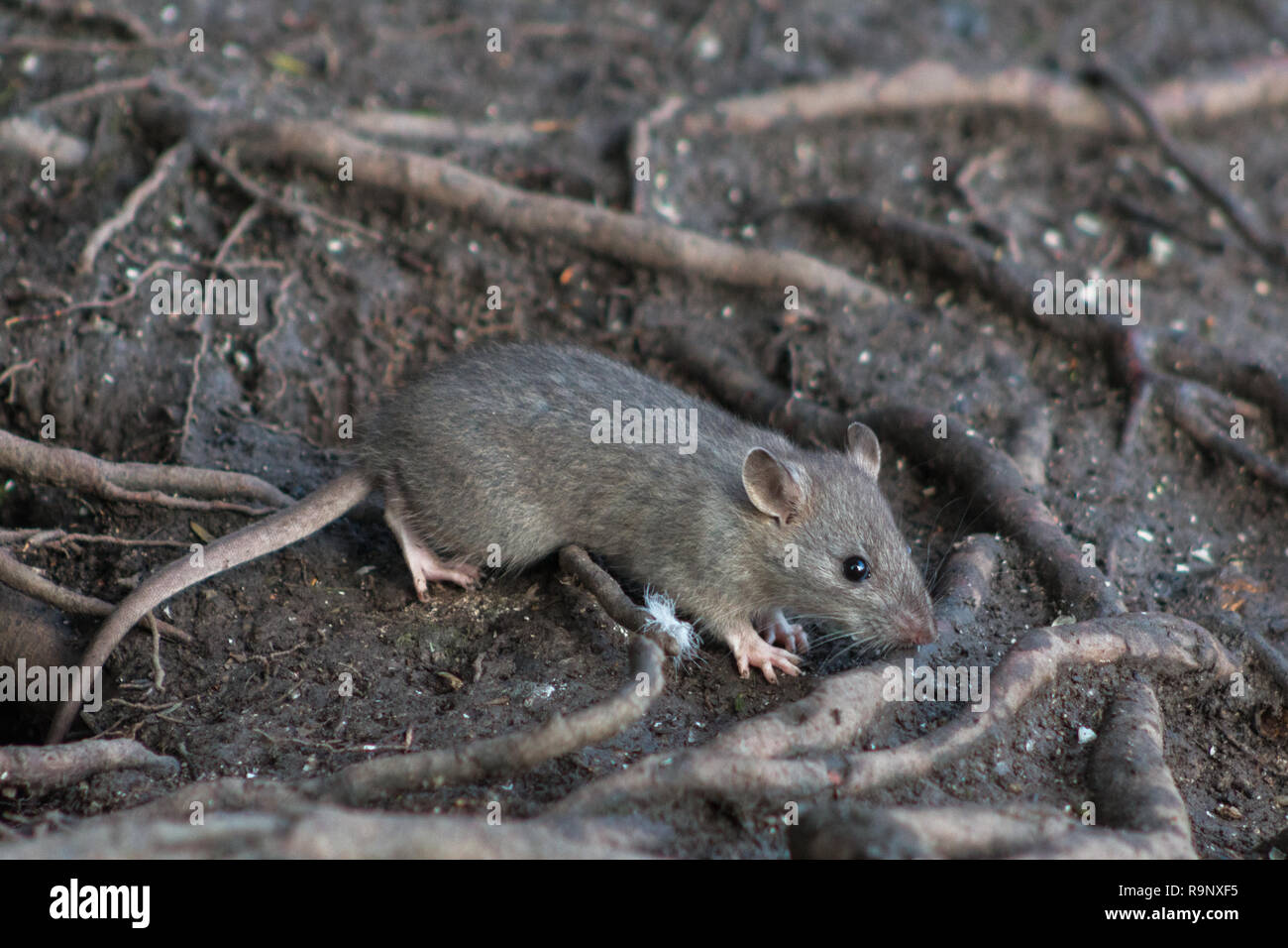 Rat brun sauvage dans les sous-bois d'un bois à la recherche de nourriture. Banque D'Images