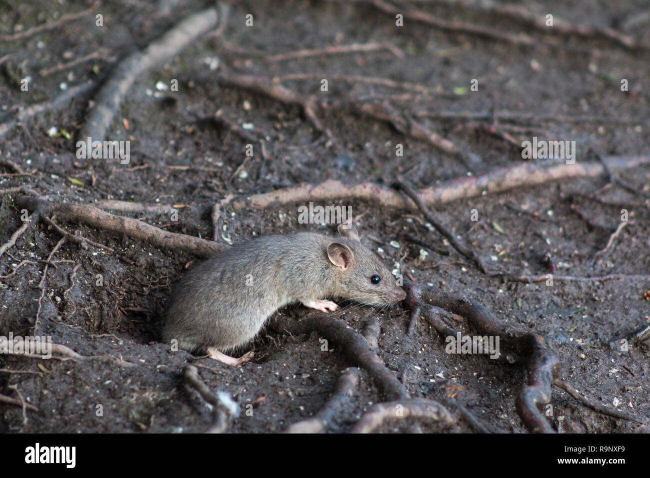 Rat brun sauvage dans les sous-bois d'un bois à la recherche de nourriture. Banque D'Images