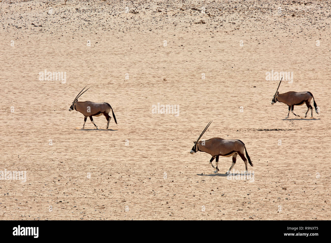 Trois Oryx gazella Oryx dans un désert de sable en Afrique Namibie Garub Banque D'Images