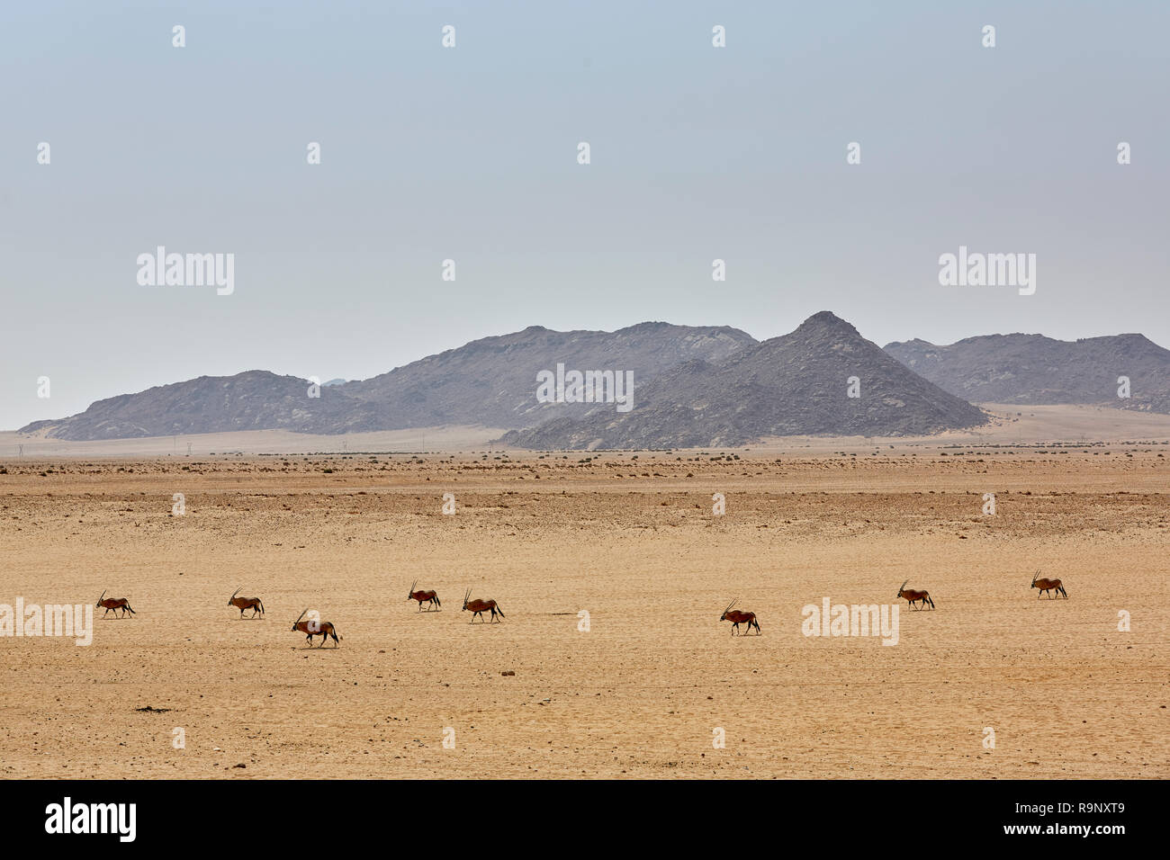 Oryx gazella Oryx dans un désert de sable en Afrique Namibie Garub Banque D'Images